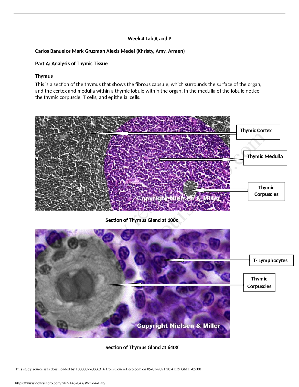 Preview image of WK 4 labs.pdf document